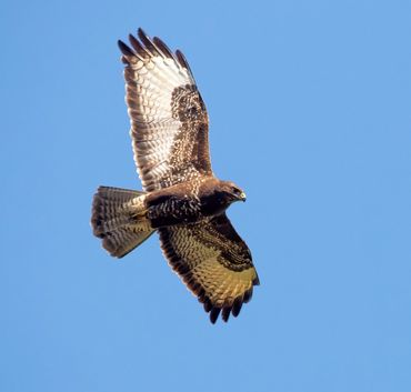 Buizerd