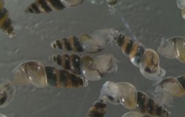 Bureau Waardenburg Brakwaterslakje. Murchisonella sp. Vreemde speldhoren