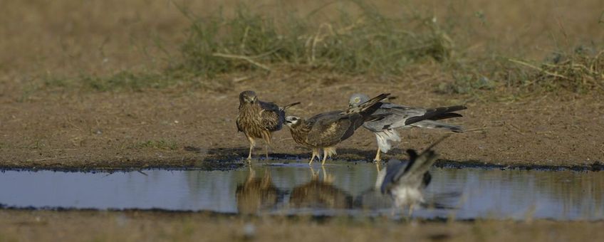 Vier grauwe kiekendieven drinken bij een waterplas in Senegal, 2009