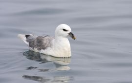 Fulmarus glacialis. Noordse stormvogel