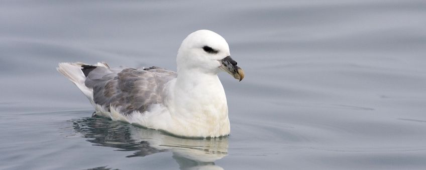 Fulmarus glacialis. Noordse stormvogel