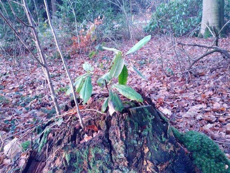 De Pontische rododendron kan ook prima kiemen op oude boomstronken