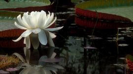 Victoria amazonica