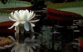 Jan Meijvogel Victoria amazonica