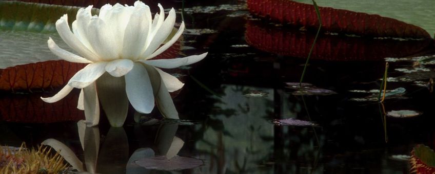 Victoria amazonica