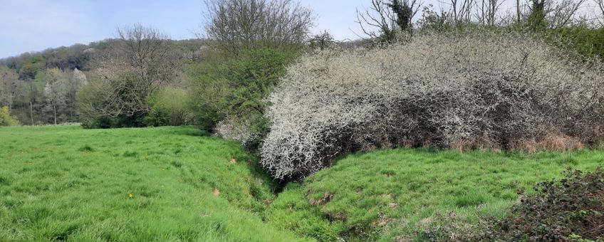 Grasland bij de gulp met grondwaterbronnen