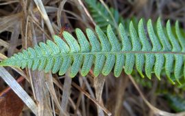 Struthiopteris spicant, dubbelloof, Bossen Chaam (NB)