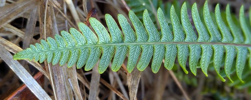 Struthiopteris spicant, dubbelloof, Bossen Chaam (NB)