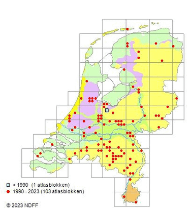 Amerikaanse droogbloem, Verspreidingsatlas 18-10-2023