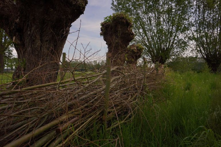 Een takkenril en de rij knotbomen zorgen voor huisvesting van muizen en hun predator, de uil