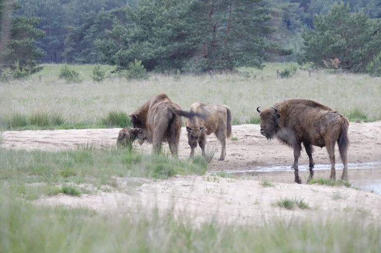 Wisenten op de Veluwe