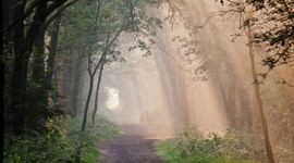 Herstel bossen Groote Slink-Bunthorst en Pannenhoef