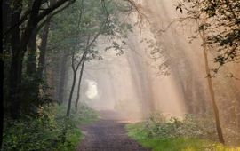 Herstel bossen Groote Slink-Bunthorst en Pannenhoef