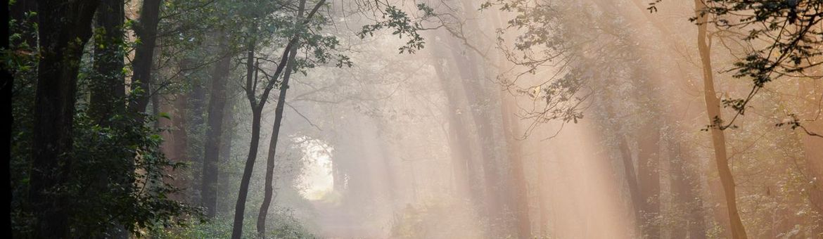 Herstel bossen Groote Slink-Bunthorst en Pannenhoef