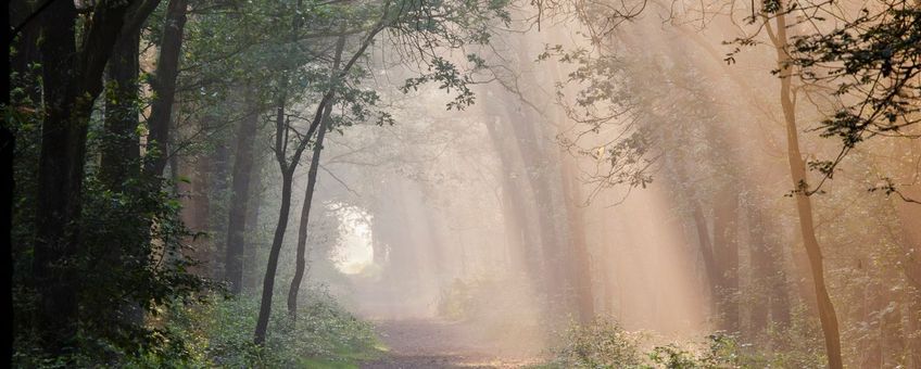 Herstel bossen Groote Slink-Bunthorst en Pannenhoef
