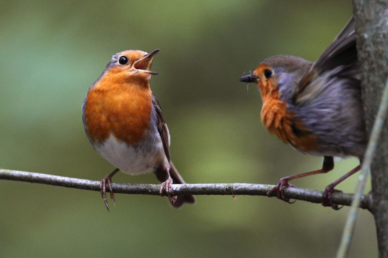 De roodborst die je in de zomer in je tuin hebt is niet altijd dezelfde als de roodborst die je in de winter ziet