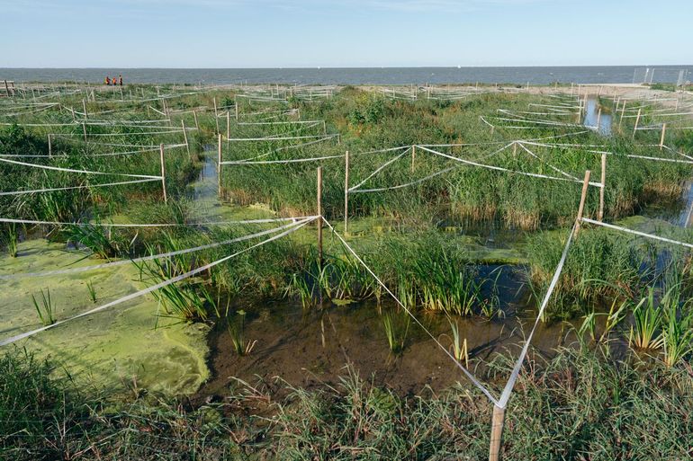 Zuiverend landschap LIFE Watersource