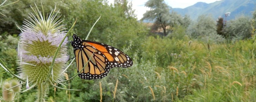 Monarchvlinder - primair
