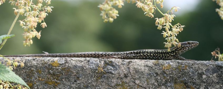 Muurhagedis in Heverlee, één van de spoorweglocaties waar de soort het goed doet.