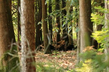 Wisenten trekken bij warm weer het bos in