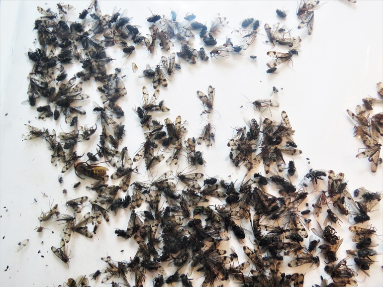 Honderden schorpioenvliegen aangetroffen in een feromoonval voor eikenprocessievlinders