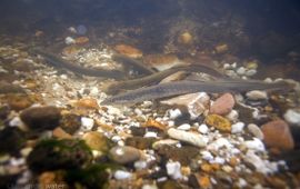 Paaiende rivierprikken in Nederlandse beek langs de Maas