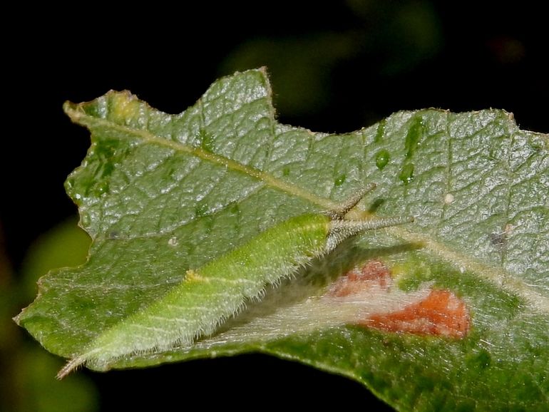 De rups van de grote weerschijnvlinder die deze week is gevonden