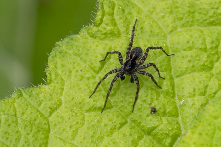 De tuinwolfspin is een echte bodembewoner