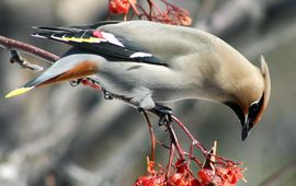 Pestvogel, Bombycilla garrulus. Foto: Randen Pederson, Creative Commons Attribution-Share Alike 2.0 Generic license