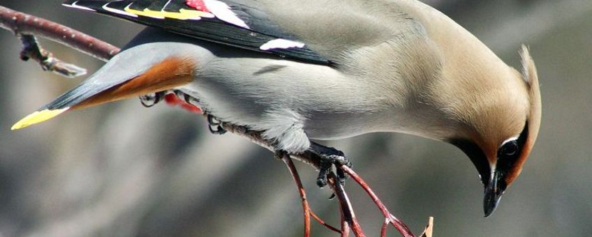 Pestvogel, Bombycilla garrulus. Foto: Randen Pederson, Creative Commons Attribution-Share Alike 2.0 Generic license