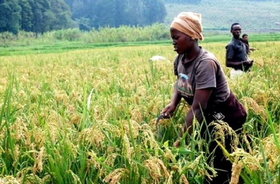 Rice production in Rwanda