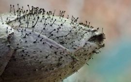 Rhododendronknopvreter, paddenstoel