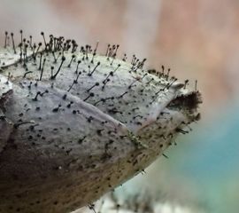 Rhododendronknopvreter, paddenstoel