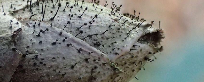 Rhododendronknopvreter, paddenstoel