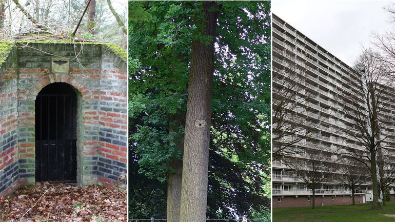 Verschillende soorten winterverblijfplaatsen: een voor vleermuizen gebouwde kelder; een boomholte; een flatgebouw met spouwmuren en expansievoegen