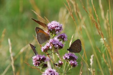 Meadow brown,rRinglet and hairstreak species rarely occur in large densities