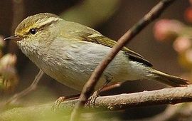 Phylloscopus proregulus. Pallasboszanger