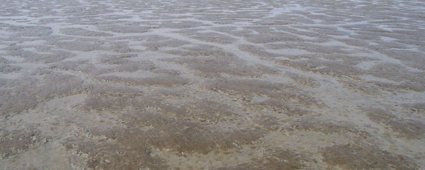 Het golvend landschap van de Kapellebank dat gedurende aan aantal weken per jaar te zien is