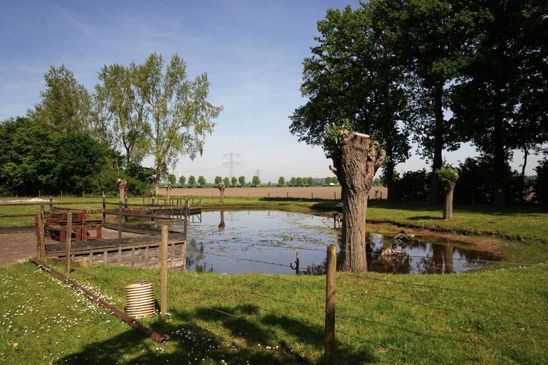 Kikkerpoel - Meeshoeve - Halderberge