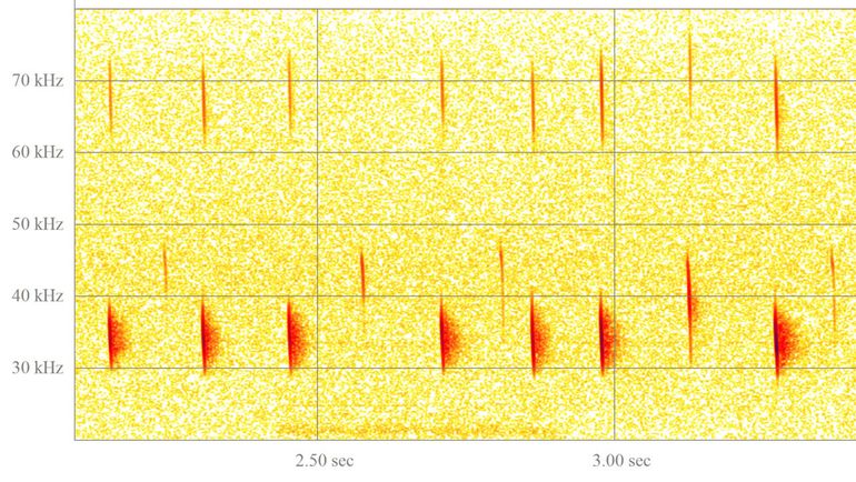 Sonogram-opname mopsvleermuis