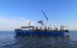 Boot met TreeReef-bomen