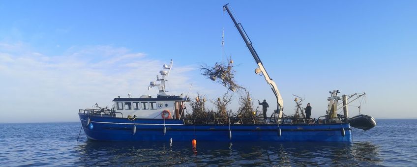 Boot met TreeReef-bomen