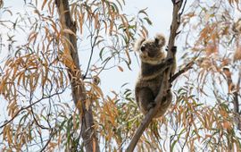 Koala in een boom bij Two Thumbs Wildlife Trust bij Cooma, Nieuw-Zuid-Wales.