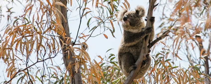 Koala in een boom bij Two Thumbs Wildlife Trust bij Cooma, Nieuw-Zuid-Wales.