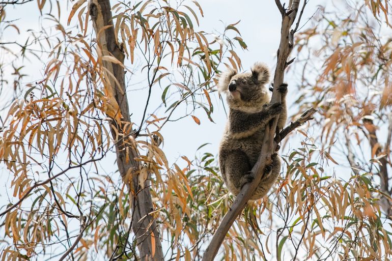 Koala in een boom bij Two Thumbs Wildlife Trust bij Cooma, Nieuw-Zuid-Wales