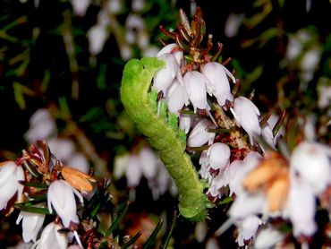 Rups agaatvlinder op winterheide