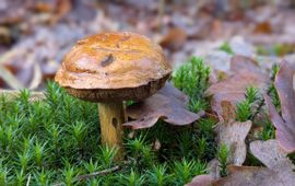 Kastanjeboleet, Planken Wambuis 09-12-2025