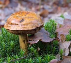 Kastanjeboleet, Planken Wambuis 09-12-2025