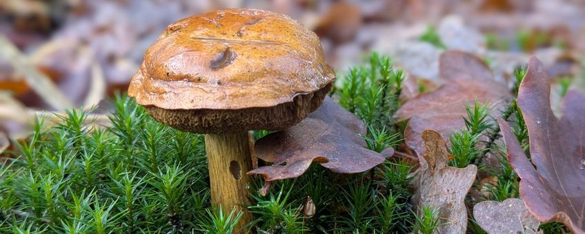 Kastanjeboleet, Planken Wambuis 09-12-2025