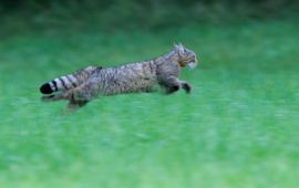 Wilde kat EENMALIG GEBRUIK (VIA ARK NATUURONTWIKKELING)